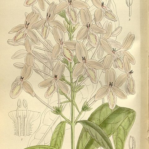 Pseuderanthemum lilacinum unspecified picture