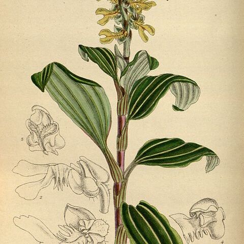 Odontochilus unspecified picture