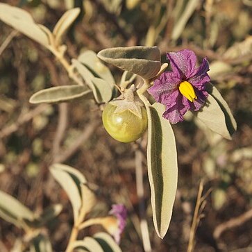 Solanum lithophilum unspecified picture