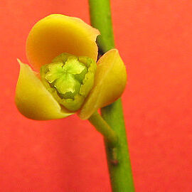 Anomospermum reticulatum unspecified picture