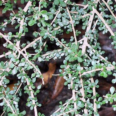 Phyllanthus microcladus unspecified picture