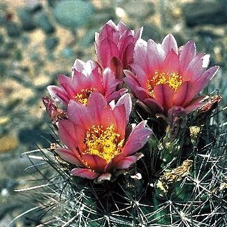 Sclerocactus unspecified picture