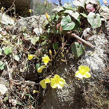 Herpetospermum pedunculosum unspecified picture