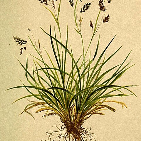 Carex capillaris unspecified picture