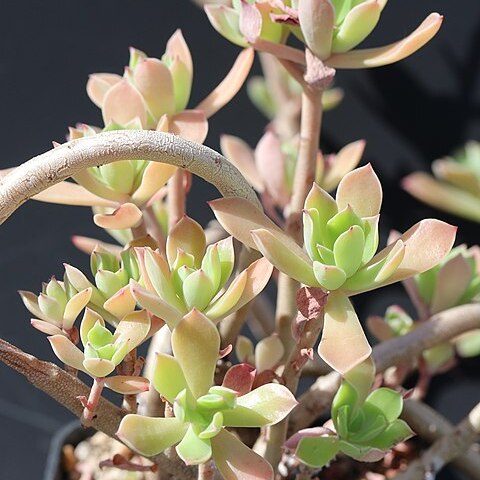 Graptopetalum fruticosum unspecified picture