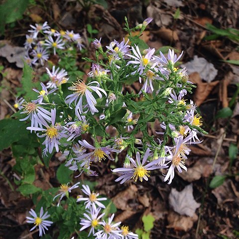 Symphyotrichum undulatum unspecified picture