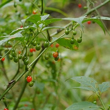 Tubocapsicum unspecified picture