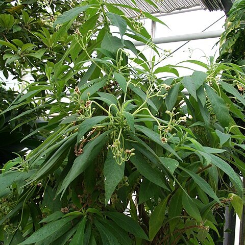 Rhytidophyllum tomentosum unspecified picture