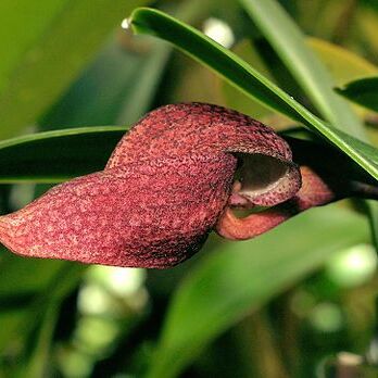 Bulbophyllum arfakianum unspecified picture