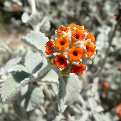 Buddleja marrubiifolia unspecified picture