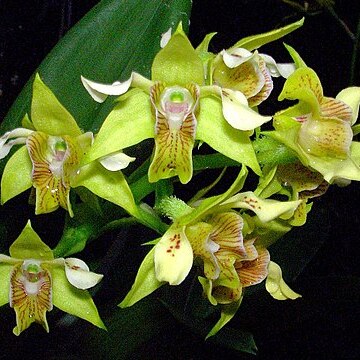 Dendrobium macrophyllum unspecified picture