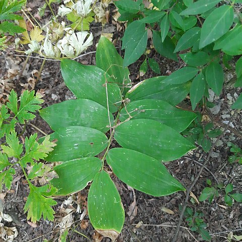 Polygonatum glaberrimum unspecified picture