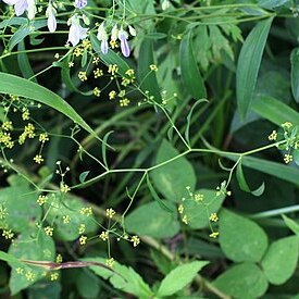 Bupleurum komarovianum unspecified picture