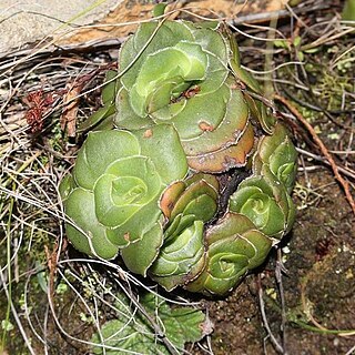 Crassula cremnophila unspecified picture