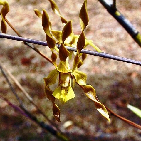 Dendrobium trilamellatum unspecified picture