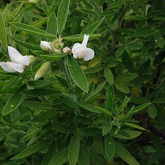 Chamaecytisus proliferus unspecified picture