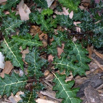 Solanum prinophyllum unspecified picture