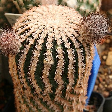 Echinocereus primolanatus unspecified picture