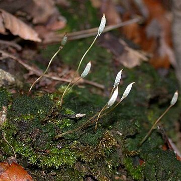 Pogonatum spinulosum unspecified picture