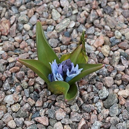 Hyacinthus transcaspicus unspecified picture