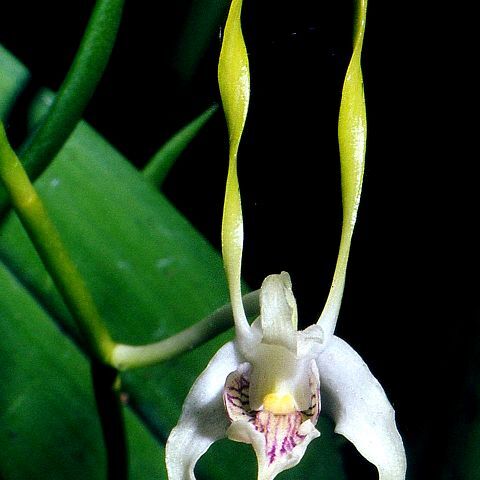 Dendrobium antennatum unspecified picture