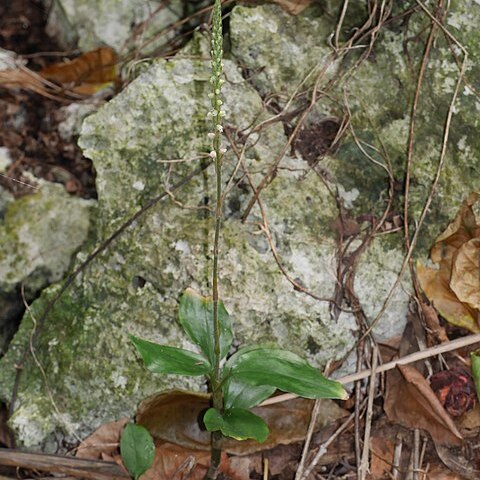 Hetaeria oblongifolia unspecified picture