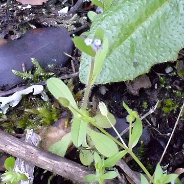 Myosotis debilis unspecified picture