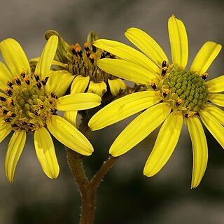 Osteospermum dentatum unspecified picture