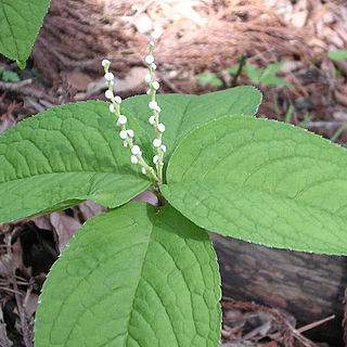 Chloranthus serratus unspecified picture