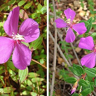 Monochaetum tenellum unspecified picture