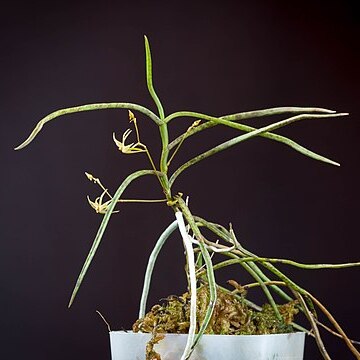 Angraecum umbrosum unspecified picture