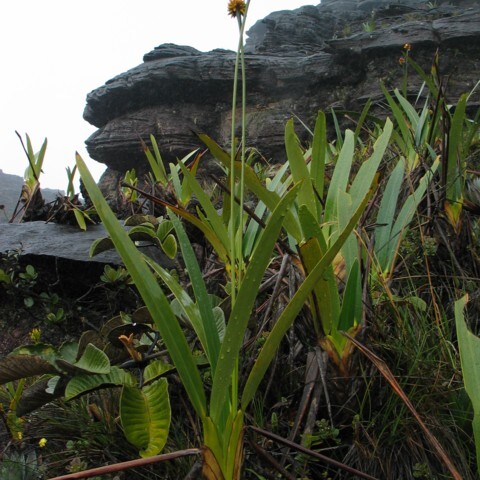 Rapateaceae unspecified picture