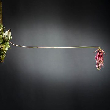 Bulbophyllum lemniscatum unspecified picture