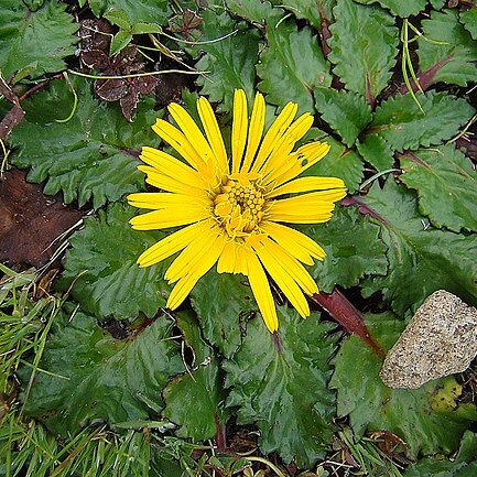 Paranephelius ovatus unspecified picture