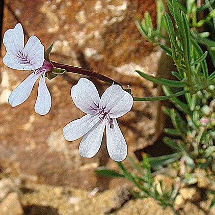 Pelargonium laevigatum unspecified picture