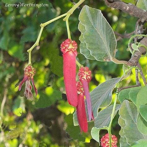 Dipterocarpus intricatus unspecified picture