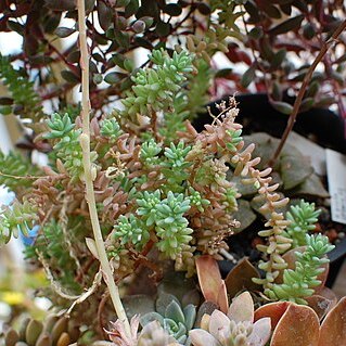 Sedum potosinum unspecified picture