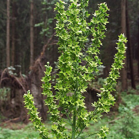 Veratrum lobelianum unspecified picture