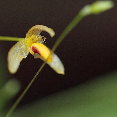 Bulbophyllum tenuifolium unspecified picture