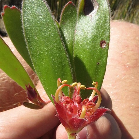 Leucospermum hamatum unspecified picture