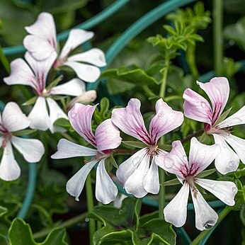 Pelargonium peltatum (l.) l'hér. unspecified picture