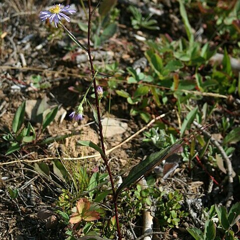 Symphyotrichum foliaceum unspecified picture