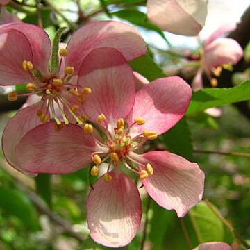 Malus pumila unspecified picture