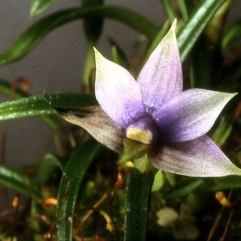 Dendrobium cyanocentrum unspecified picture