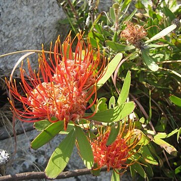 Leucospermum saxosum unspecified picture