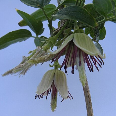 Clematis napaulensis unspecified picture