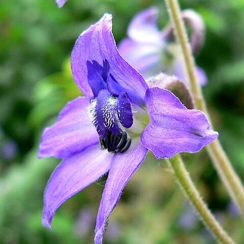 Delphinium ceratophorum unspecified picture