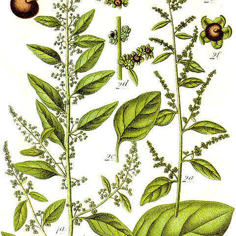 Chenopodium polyspermum unspecified picture