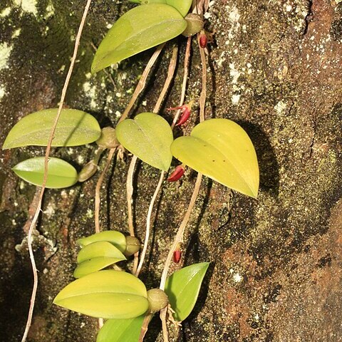 Bulbophyllum membranaceum unspecified picture