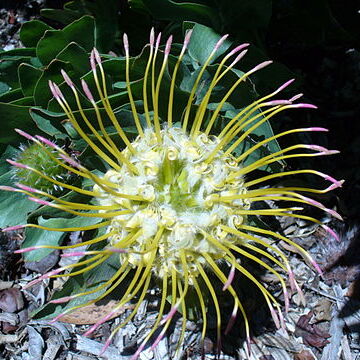 Leucospermum grandiflorum unspecified picture